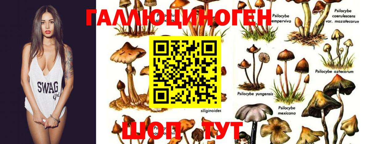 Галлюциногенные грибы Psilocybine cubensis Каспийск